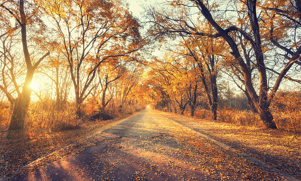 istock Autumn forest. Forest with country road at sunset 610452634