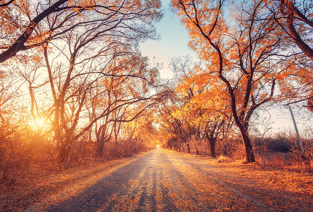 istock Autumn forest. Forest with country road at sunset 610452930
