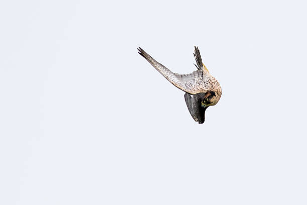 sokół nowozelandzki (falco novaeseelandiae) - kestrel hawk beak falcon zdjęcia i obrazy z banku zdjęć
