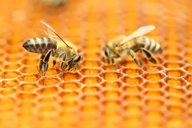 Two honeybees in honeycomb 