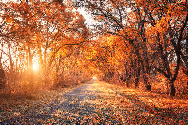 forêt d’automne. forêt avec route de campagne au coucher du soleil - country road dirt road road single lane road photos et images de collection