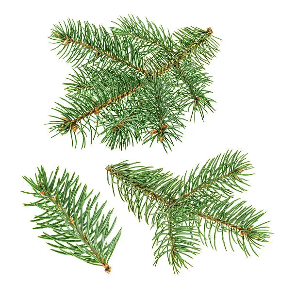 Pine tree isolated on white. without shadow