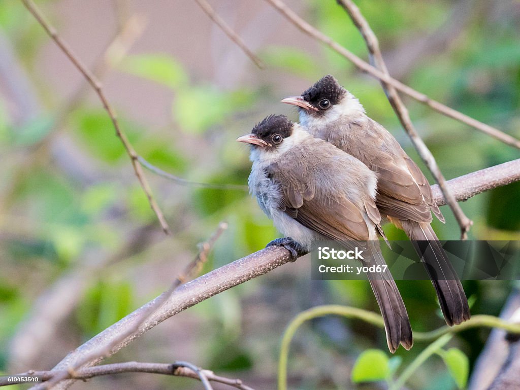 Hình Ảnh Hai Con Chim Đậu Trên Cành Cây Trong Tự Nhiên Hình ảnh ...