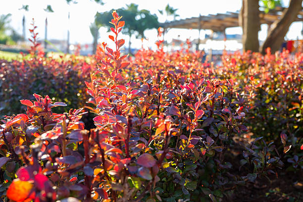 istock Red plant in a green park 610453776