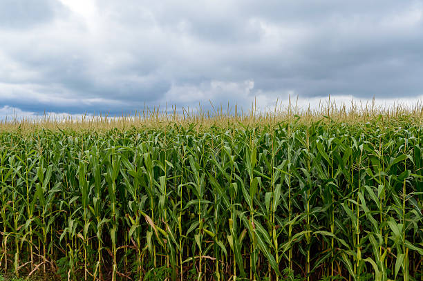 Thick endlessly green field of high corn.