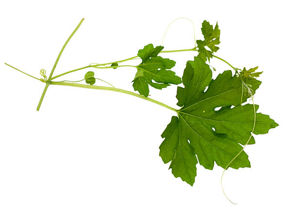 istock Bitter melon , Bitter gourd leaves 610454526