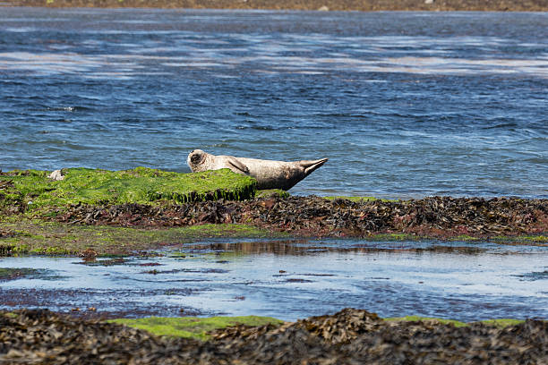 istock Sea lion in Ireland 610454704