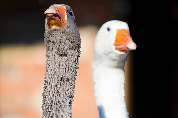 istock White and grey goose in a village farm. Selective focus 610454770