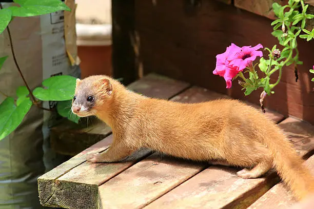 Siberian Weasel (Mustela sibirica) in Japan