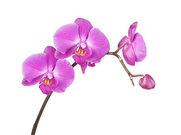 orquídea rosa em um fundo branco - orchid flower pink flower head imagens e fotografias de stock