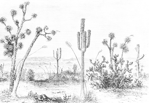 A hand drawn illustration a desert with cactus plants from an old 1885 book \