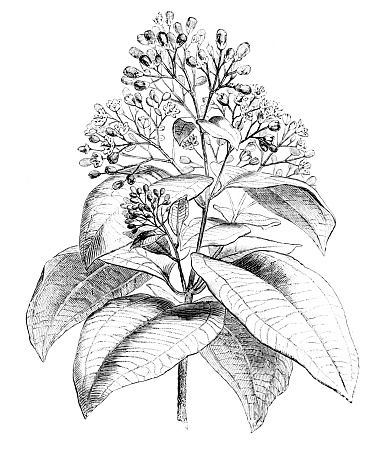 A hand drawn illustration a wild cinnamon plant from an old 1885 book \