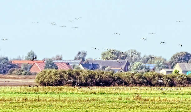 istock autumn bird migration of crane birds. painted effect 610541006