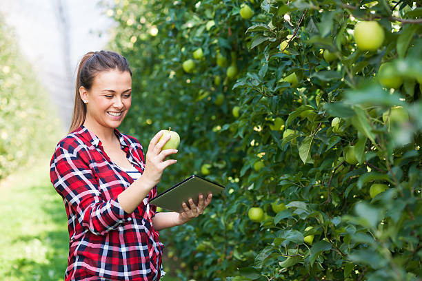 istock Plantation of granny smith apple 610541074