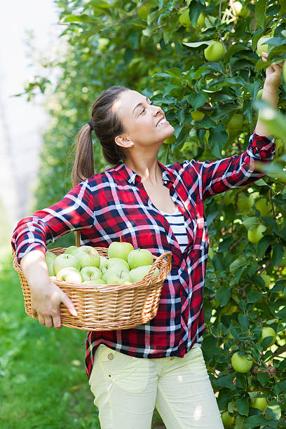istock Plantation of granny smith apple 610541170