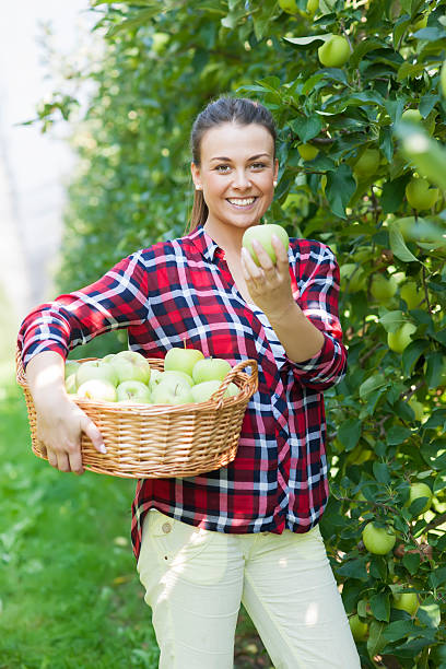 istock Plantation of granny smith apple 610541252