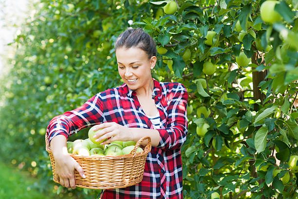 istock Plantation of granny smith apple 610541374