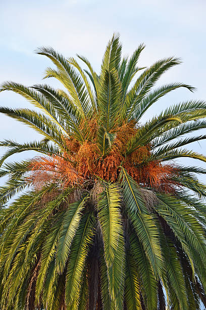 istock California Palm Trees 610541460
