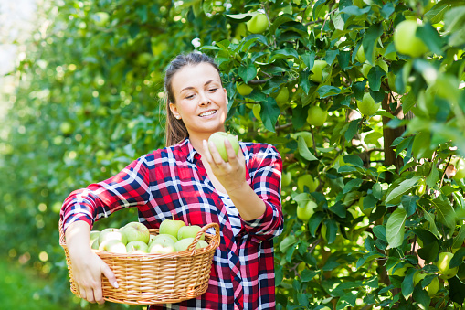 Young woman harvesting granny smith apple at apples plantation, holding basket