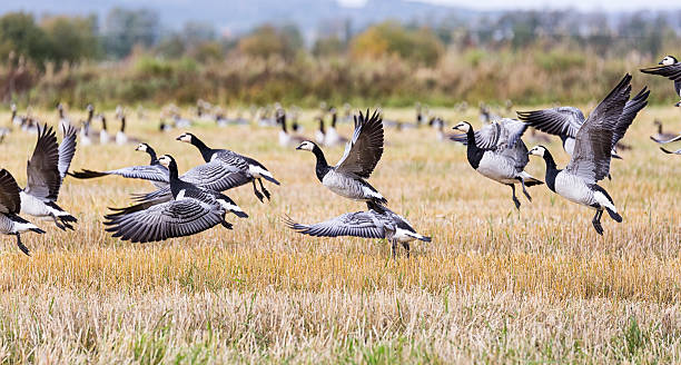 istock Flock of Canada Geese Flying 610541522