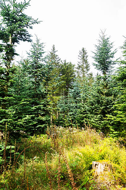 istock Woods and heathland on Kahler Asten 610541524
