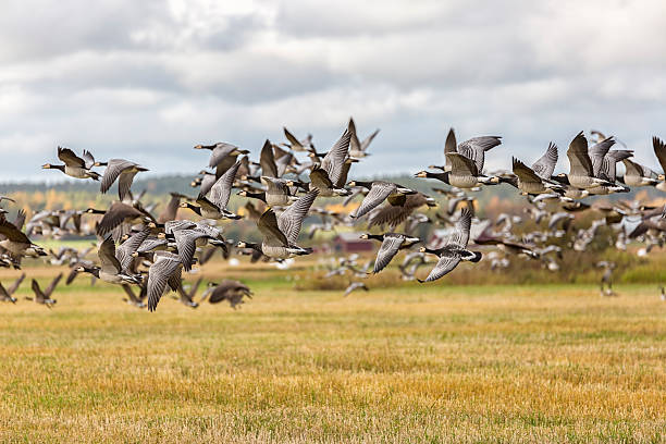 istock Flock of Canada Geese Flying 610541674