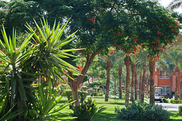 Different trees and palms on garden of resort