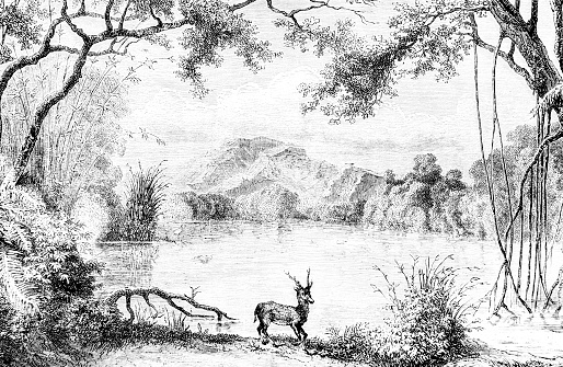 A hand drawn illustration of an adult deer by a lake and trees, from an old 1885 book \