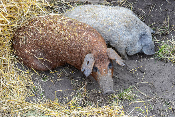 istock Two pigs in the ground and hay 610542286