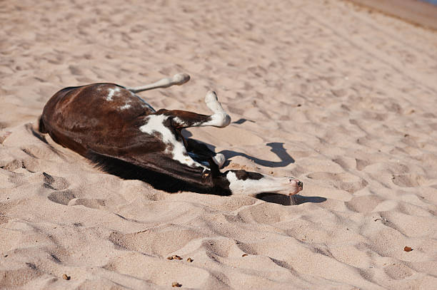 istock Small horse on the beach playing on sand 610543090