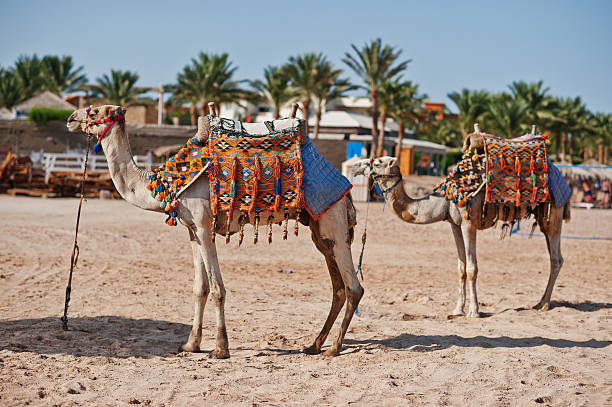 istock Two dressed camels on the beach at sand 610543778
