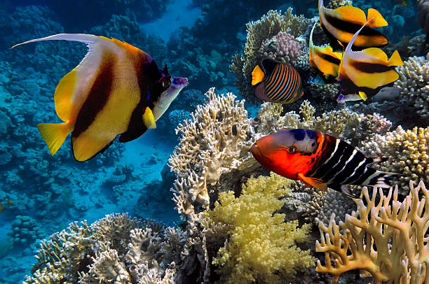 istock Tropical fish Pennant coral fish or coachman 610543792