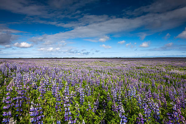 istock View at Icelandic plains during summertime 610545276