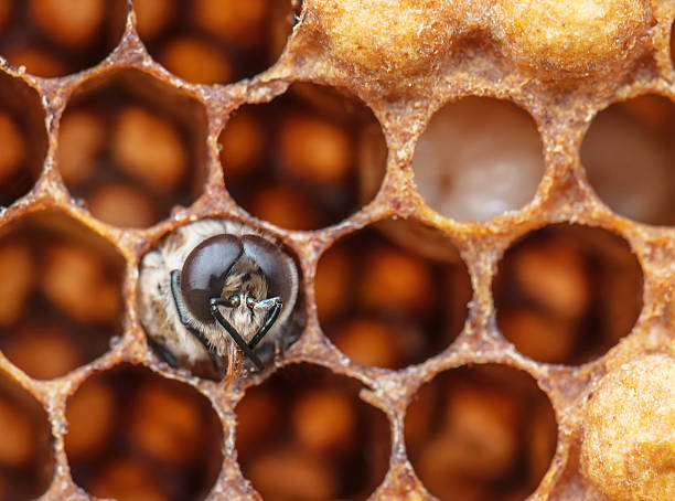 櫛の中の若いビー - beehive bee colony wax ストックフォトと画像