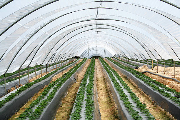 istock Strawberry cultivation in Huelva, Spain 610545660