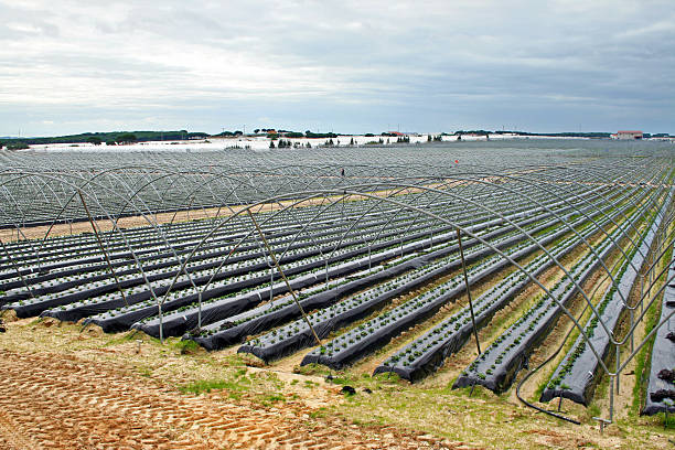 strawberry cultivation in huelva, spain - construction frame plastic agriculture greenhouse imagens e fotografias de stock