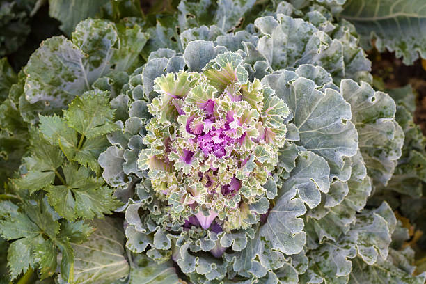istock Fresh big cabbage in the garden 610546498