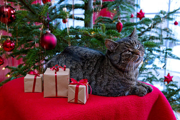 istock Gray cat and christmas gifts. 610546570