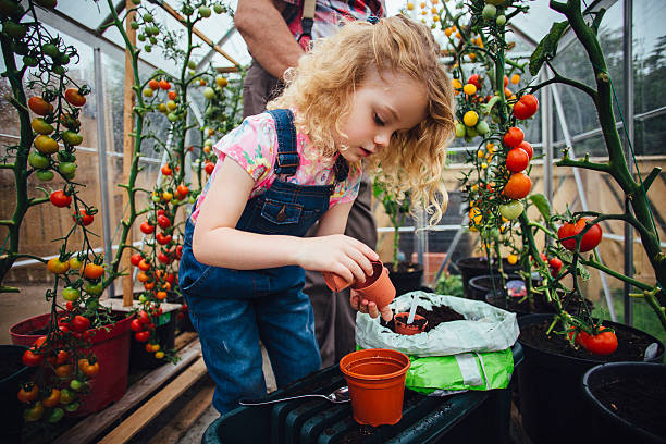 彼女の手を汚す - planting tomato vegetable garden vegetable ストックフォトと画像