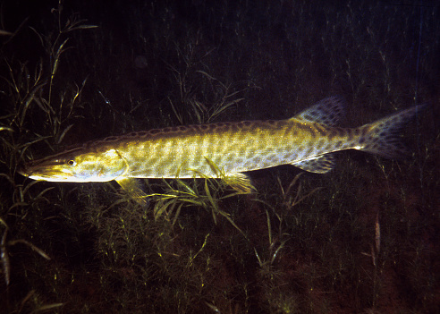 A musky (muskellunge), Esox masquinongy, in bar phased coloration is photographed underwater at night in a vegetation bed in a northern Wisconsin lake.