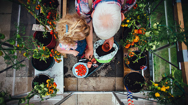 bambina che aiuta il nonno con il giardinaggio - vegetable child growth people foto e immagini stock