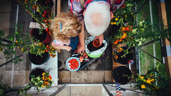 Overhead view of a little girl helping her Grandad plant tomatoes in a greenhouse in his garden.
