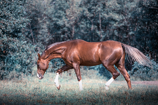 Red Akhal-Teke horse stepping on the trees background at the summer