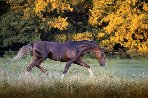 Red Akhal-Teke horse stepping on the trees background at the summer