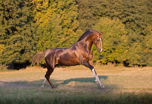 istock Red Akhal-Teke horse galloping 610547666