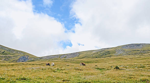 istock Transalpina road, Parang Mountains, hills with green grass 610547842