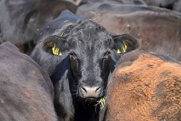 istock moor oxen on pasture 610548756