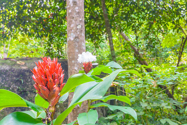 istock Red blossom flower in forest 610549032