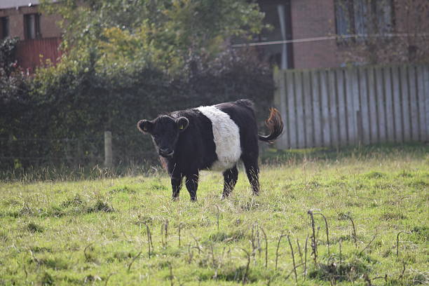 istock Ayrshire Cow 610550052