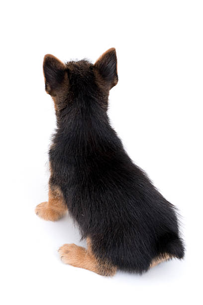 istock Puppy sitting 610550172